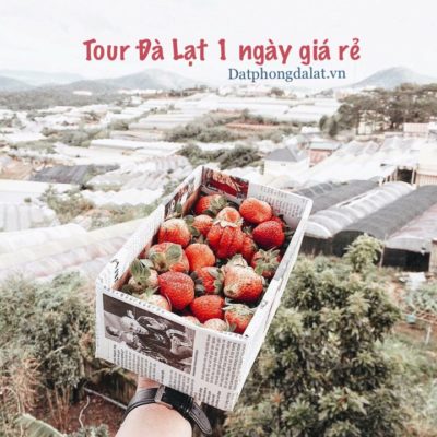Tour Đà Lạt 1 ngày - tour du lịch Đà Lạt 1 ngày giá rẻ - bietthudalat.info-01